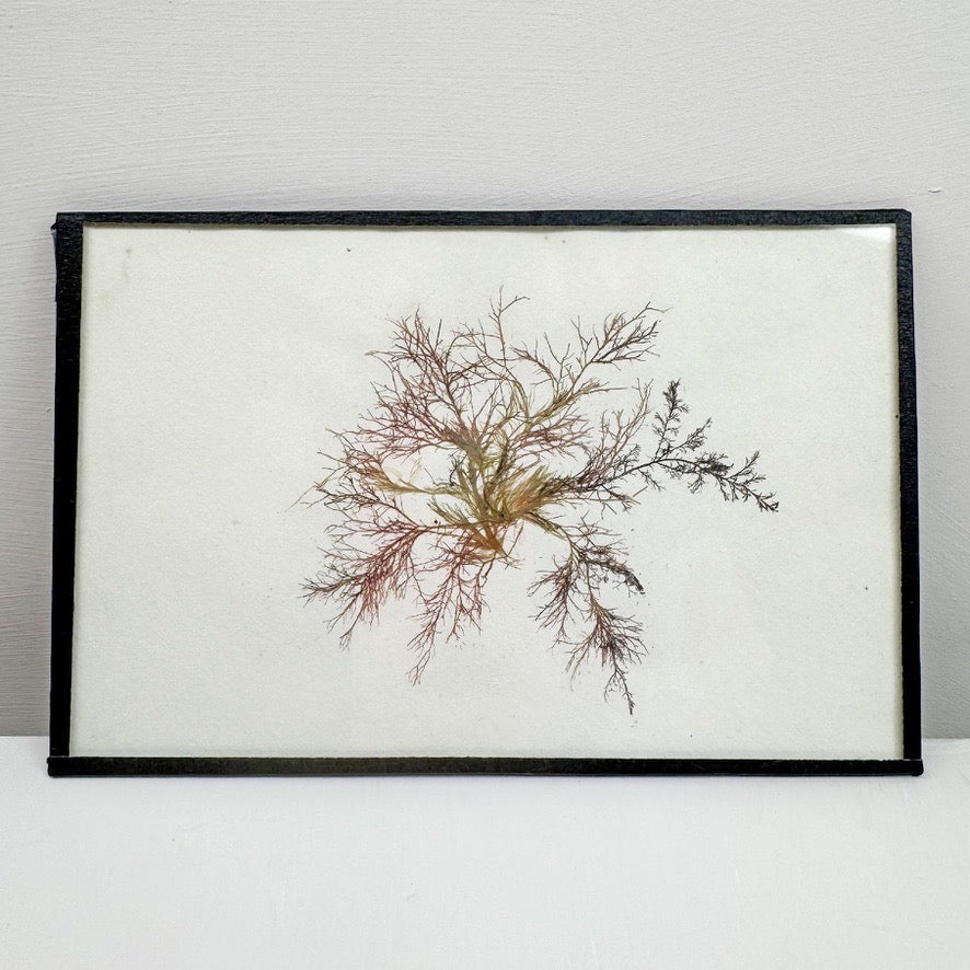 Set of 5 Framed Seaweed Specimens