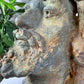 Antique Terracotta Head of a Bearded Man 19th Century France