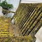 Mossy Folding Wooden Garden Bench