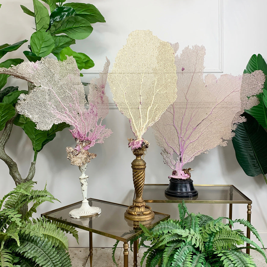 Natural Sea Fan Coral on Gilt Base