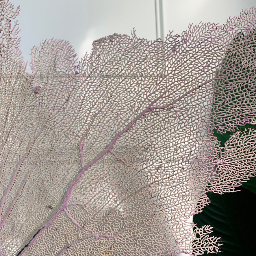 Impressive Purple Natural Sea Fan Coral with an Ebonised Base