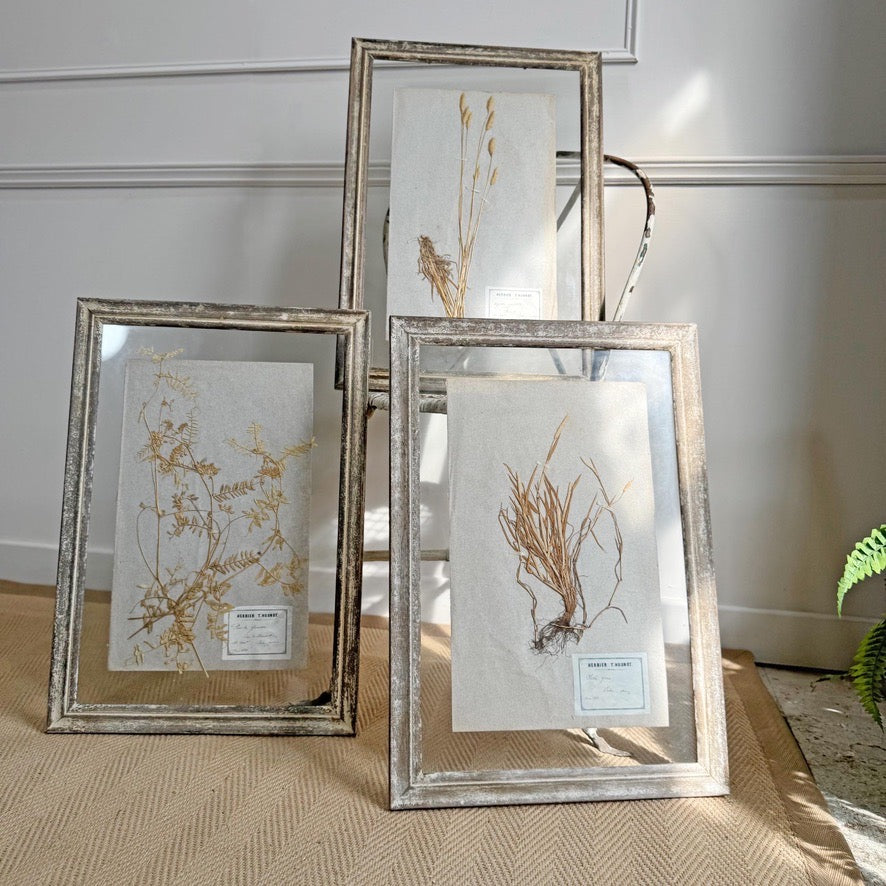 Set of 3 framed Antique Herb Specimens P T Husnot