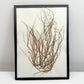 Set of 5 Framed Seaweed Specimens