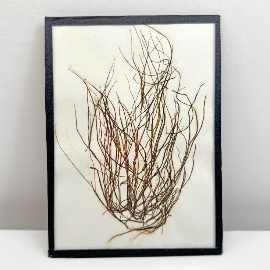 Set of 5 Framed Seaweed Specimens