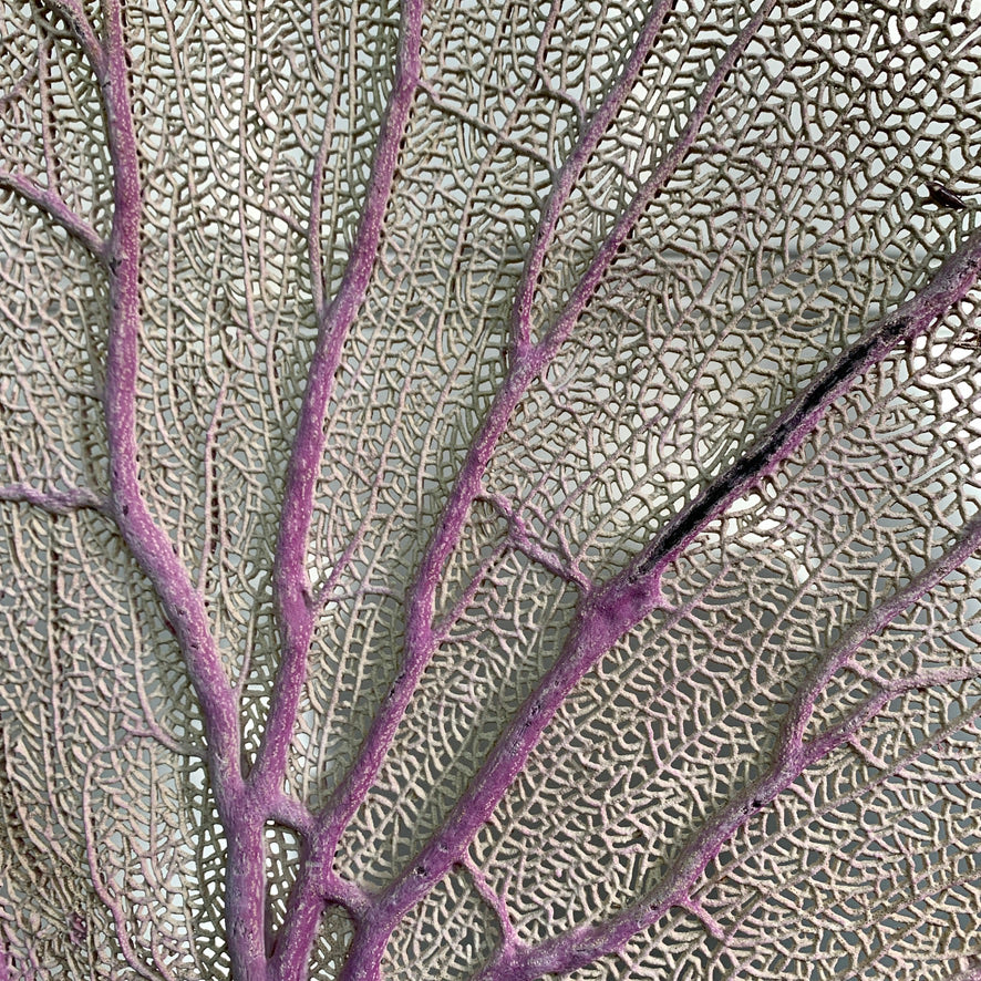 Impressive Purple Natural Sea Fan Coral with an Ebonised Base