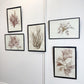 Set of 5 Framed Seaweed Specimens