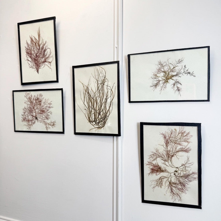 Set of 5 Framed Seaweed Specimens