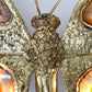 Isabelle Faure Signed Illuminated Gold Butterfly Sculpture in Brass and Agate