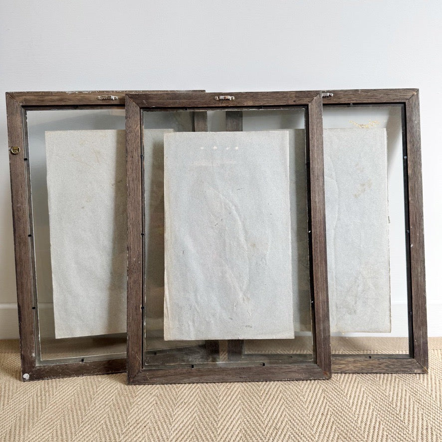 Set of 3 framed Antique Herb Specimens P T Husnot