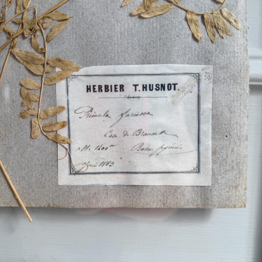 Set of 3 framed Antique Herb Specimens P T Husnot