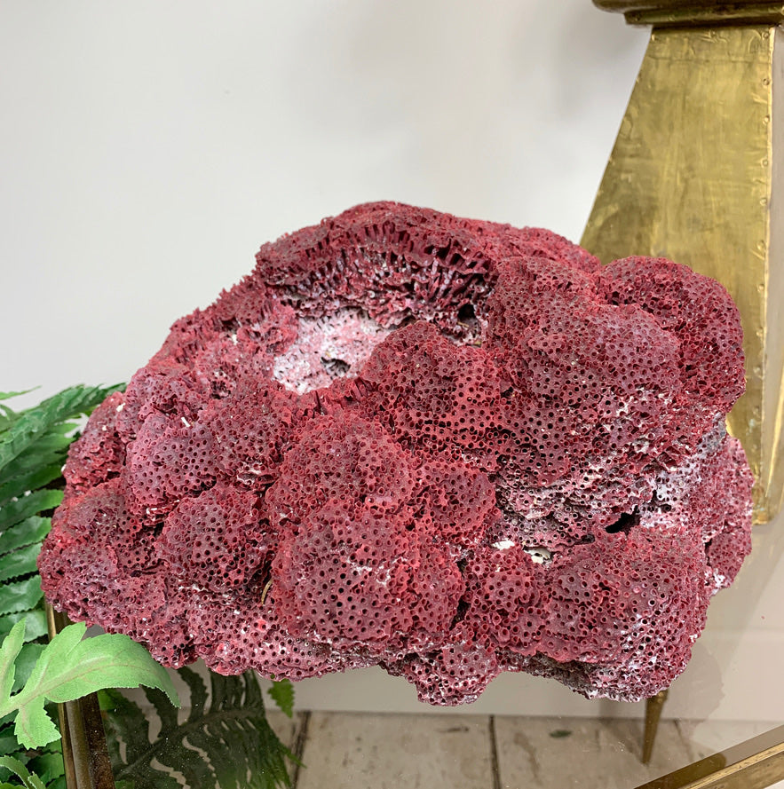 Vintage Red Natural Sea Coral
