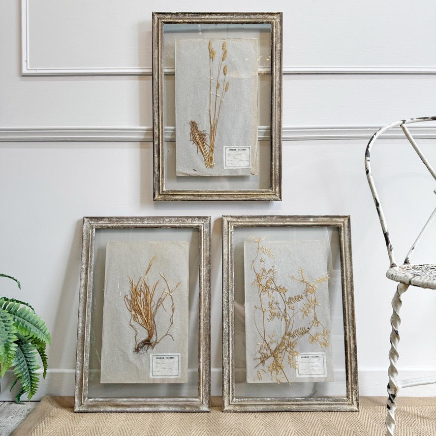 Set of 3 framed Antique Herb Specimens P T Husnot