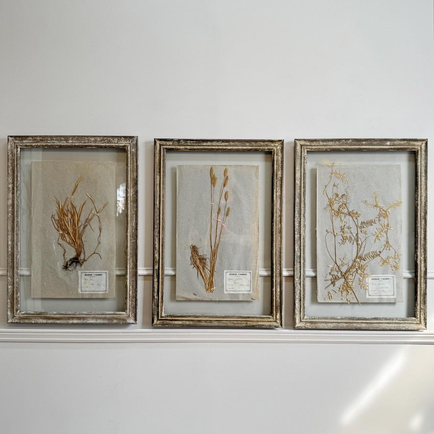 Set of 3 framed Antique Herb Specimens P T Husnot