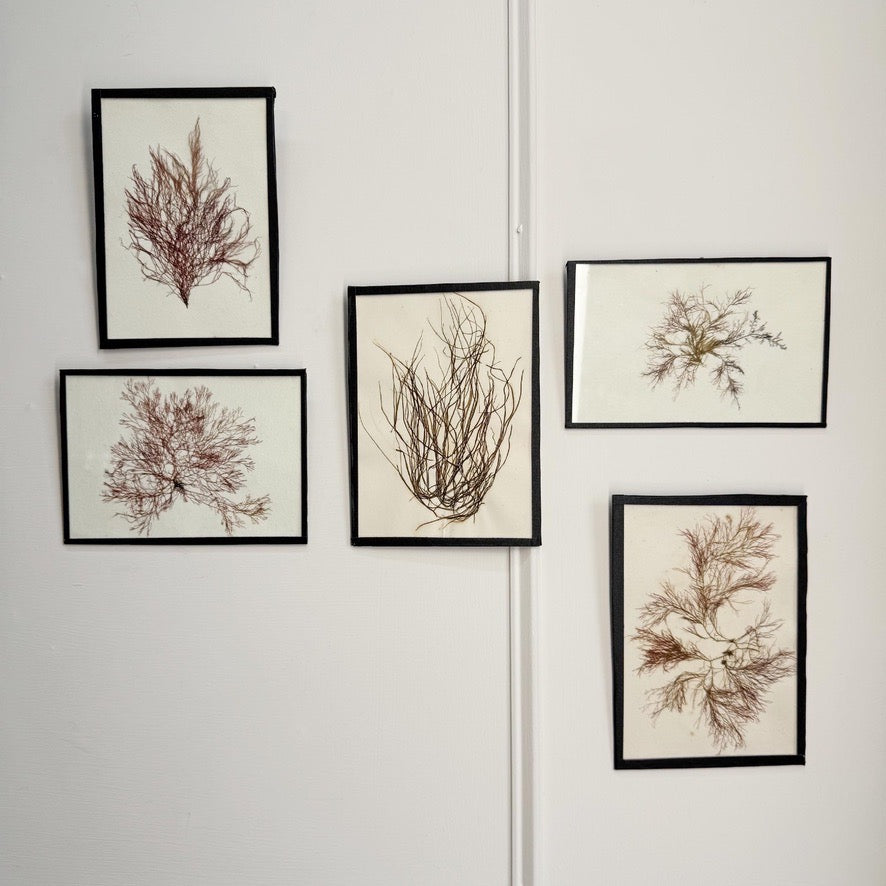 Set of 5 Framed Seaweed Specimens