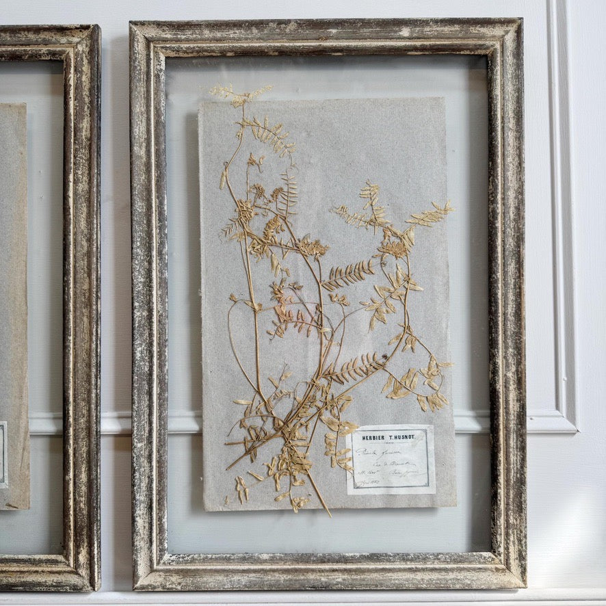 Set of 3 framed Antique Herb Specimens P T Husnot