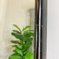 An Exceedingly Tall and Elegant Victorian Ebonised Tailors Mirror