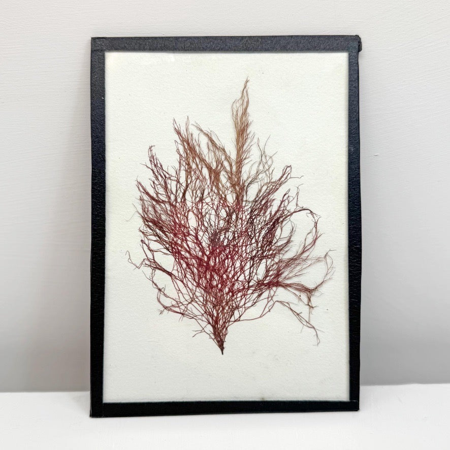 Set of 5 Framed Seaweed Specimens