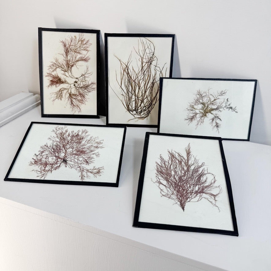Set of 5 Framed Seaweed Specimens