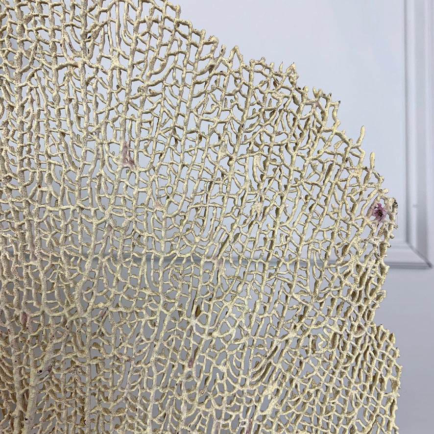 Natural Sea Fan Coral on Gilt Base