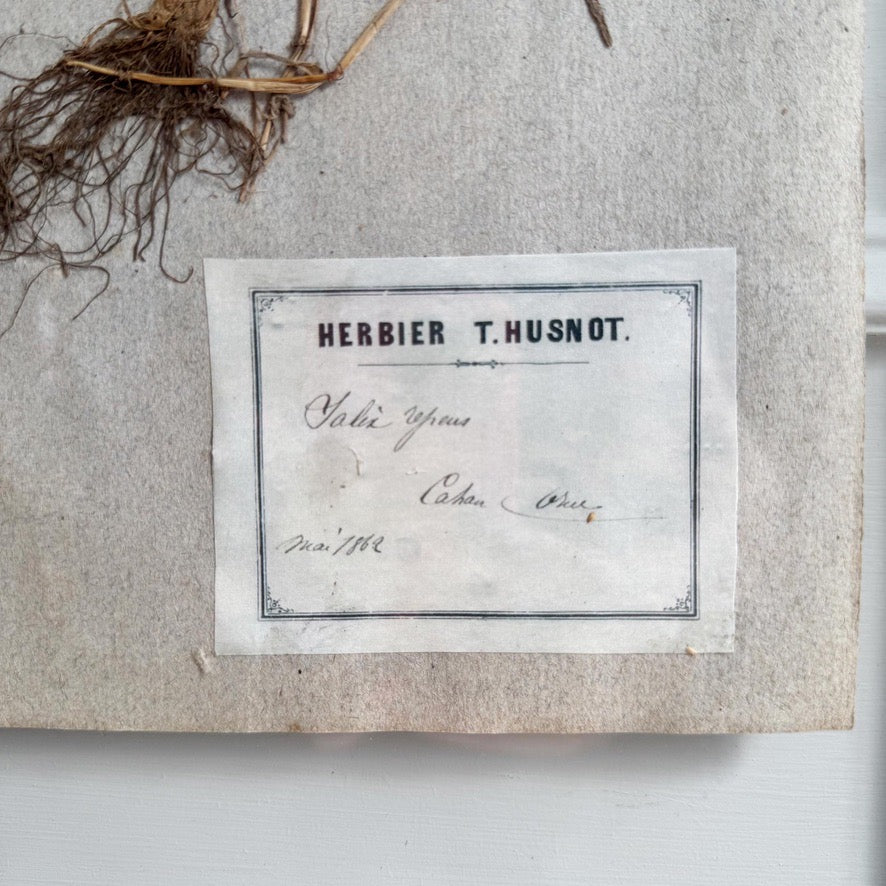 Set of 3 framed Antique Herb Specimens P T Husnot