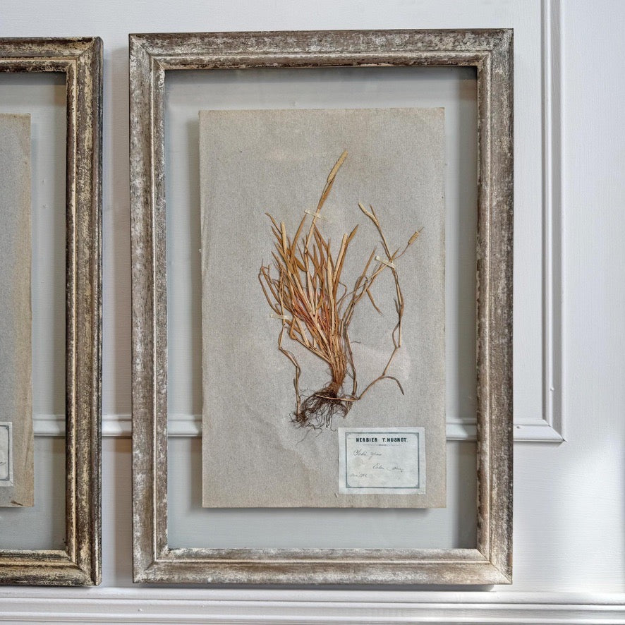 Set of 3 framed Antique Herb Specimens P T Husnot