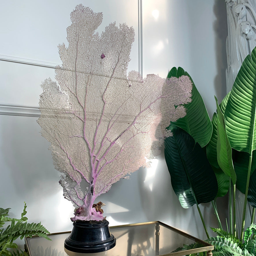Impressive Purple Natural Sea Fan Coral with an Ebonised Base