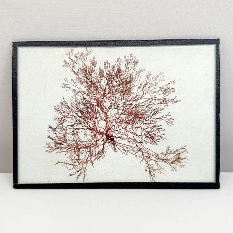 Set of 5 Framed Seaweed Specimens