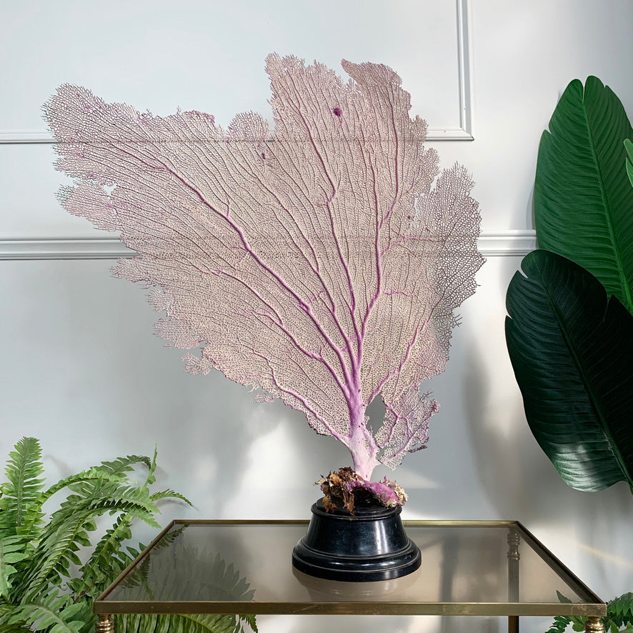 Impressive Purple Natural Sea Fan Coral with an Ebonised Base