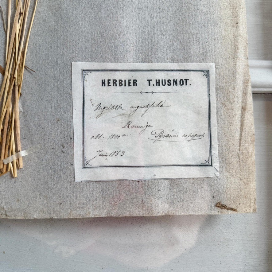 Set of 3 framed Antique Herb Specimens P T Husnot