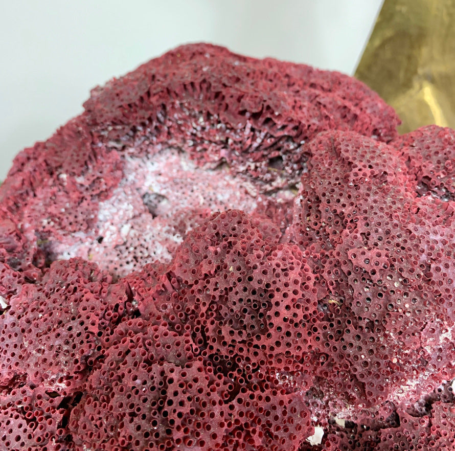 Vintage Red Natural Sea Coral