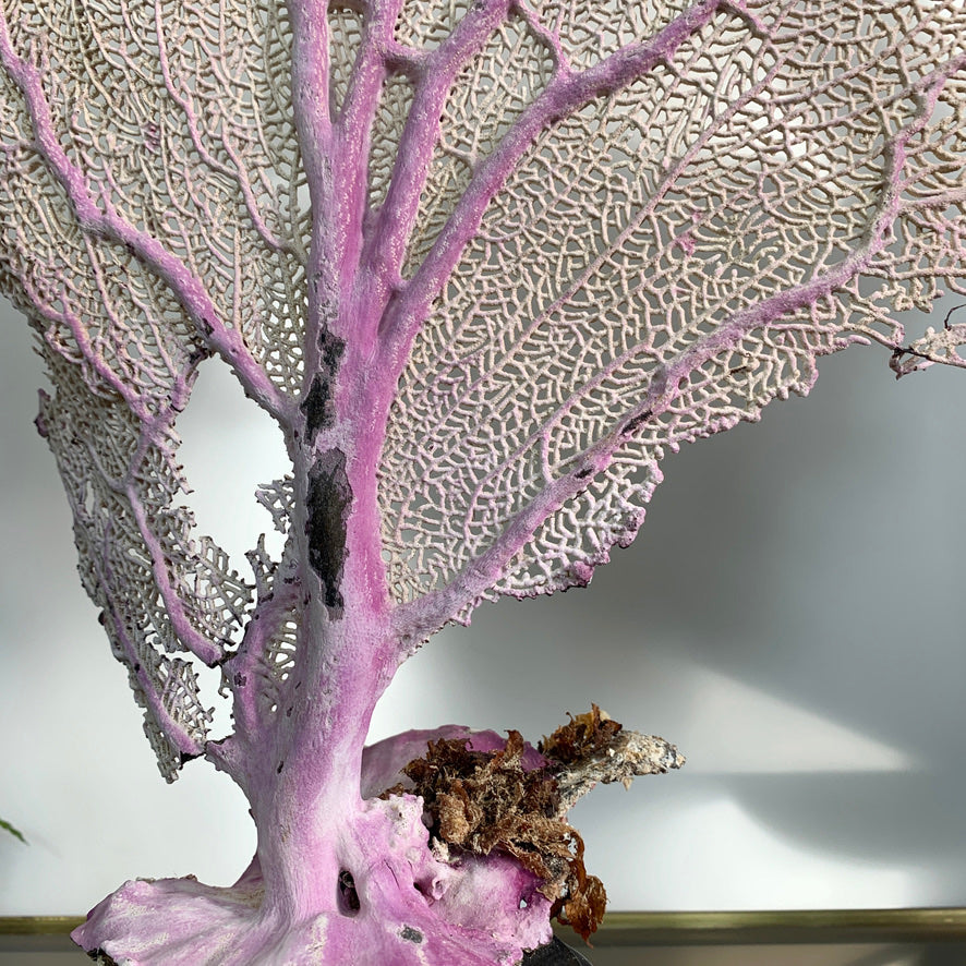 Impressive Purple Natural Sea Fan Coral with an Ebonised Base