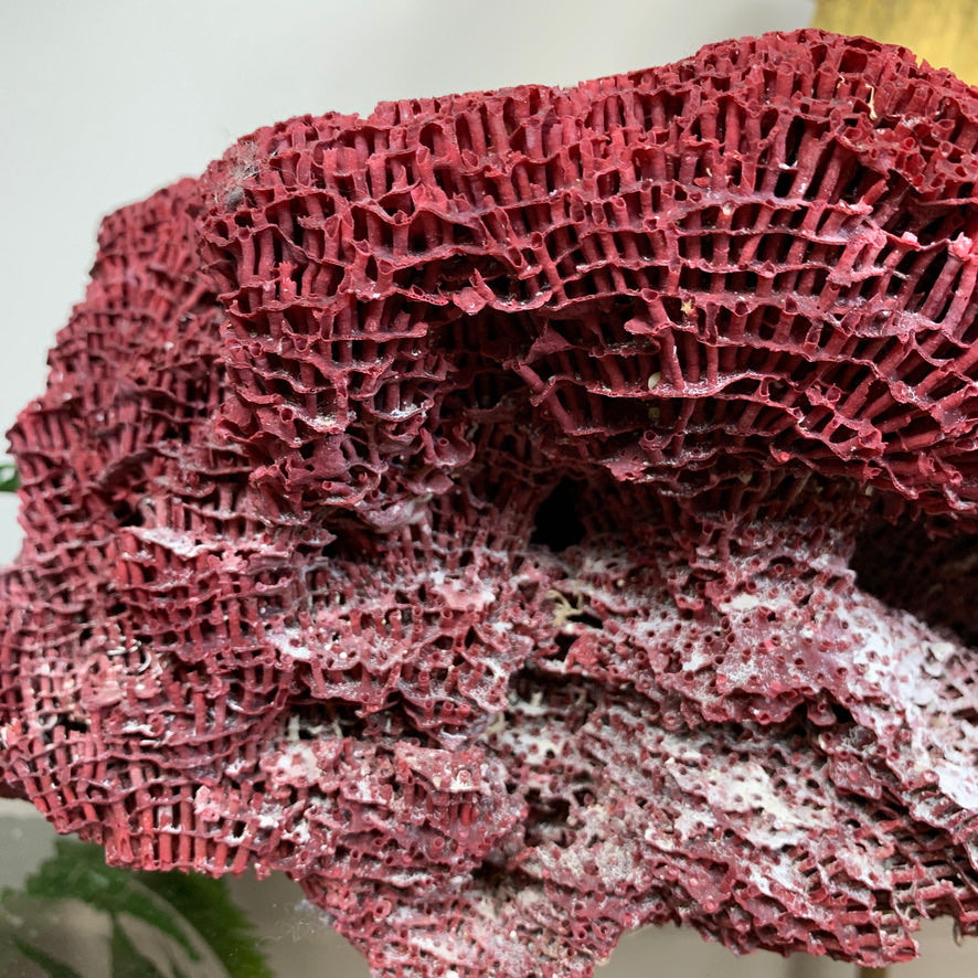 Vintage Red Natural Sea Coral