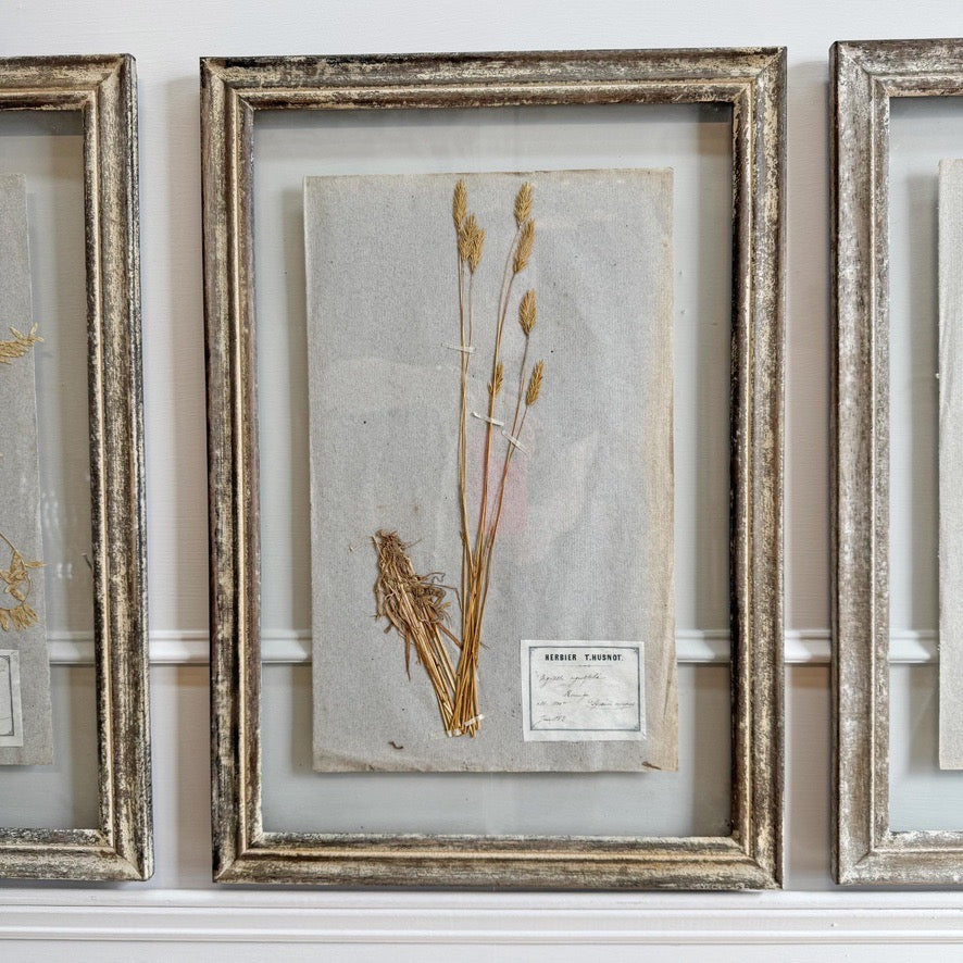 Set of 3 framed Antique Herb Specimens P T Husnot