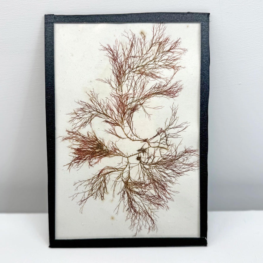 Set of 5 Framed Seaweed Specimens