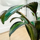 1970's Italian Toleware Faux Bamboo Palm Table