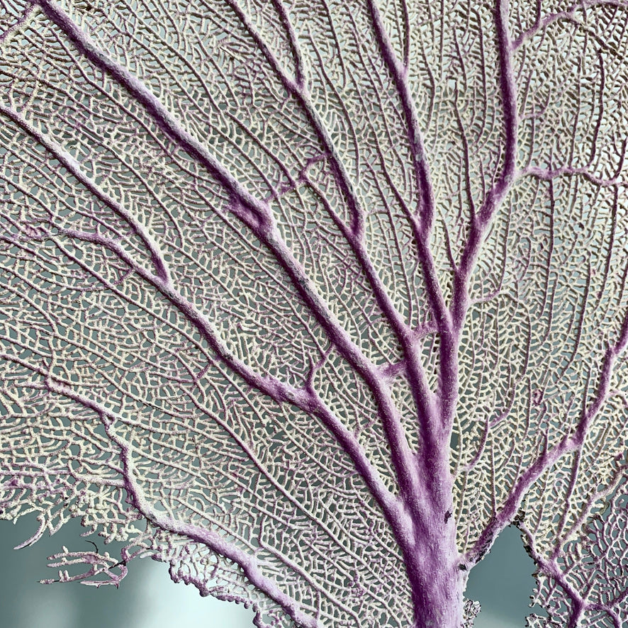 Impressive Purple Natural Sea Fan Coral with an Ebonised Base