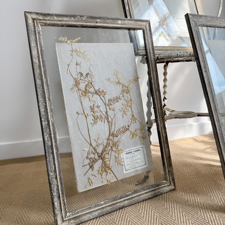 Set of 3 framed Antique Herb Specimens P T Husnot