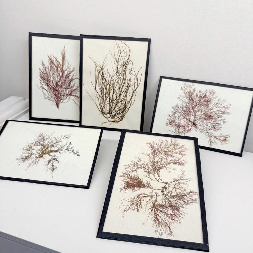Set of 5 Framed Seaweed Specimens