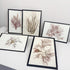 Five framed botanical prints featuring dried reddish-brown seaweed or coral-like specimens on off-white backgrounds, arranged on a white surface against a light gray wall.