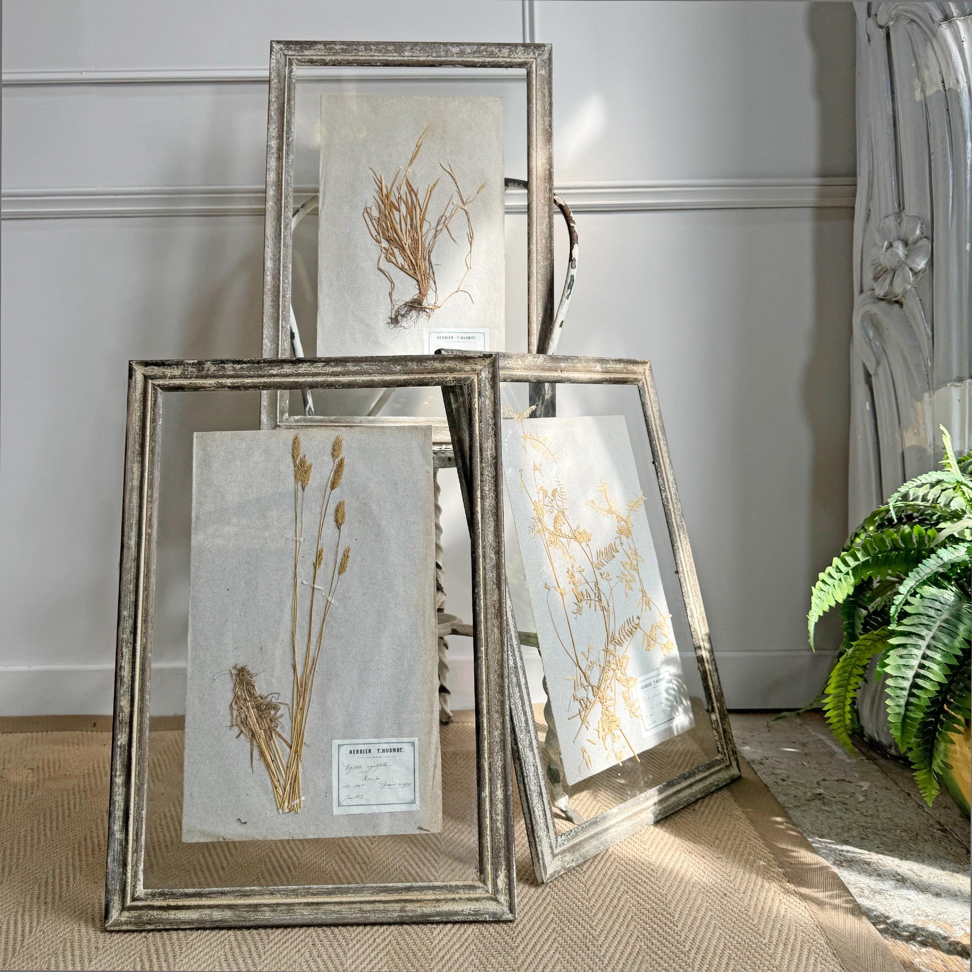 Three framed pressed botanical specimens with distressed silver frames, arranged on a textured beige rug in a styled interior setting with a potted fern and paneled wall.