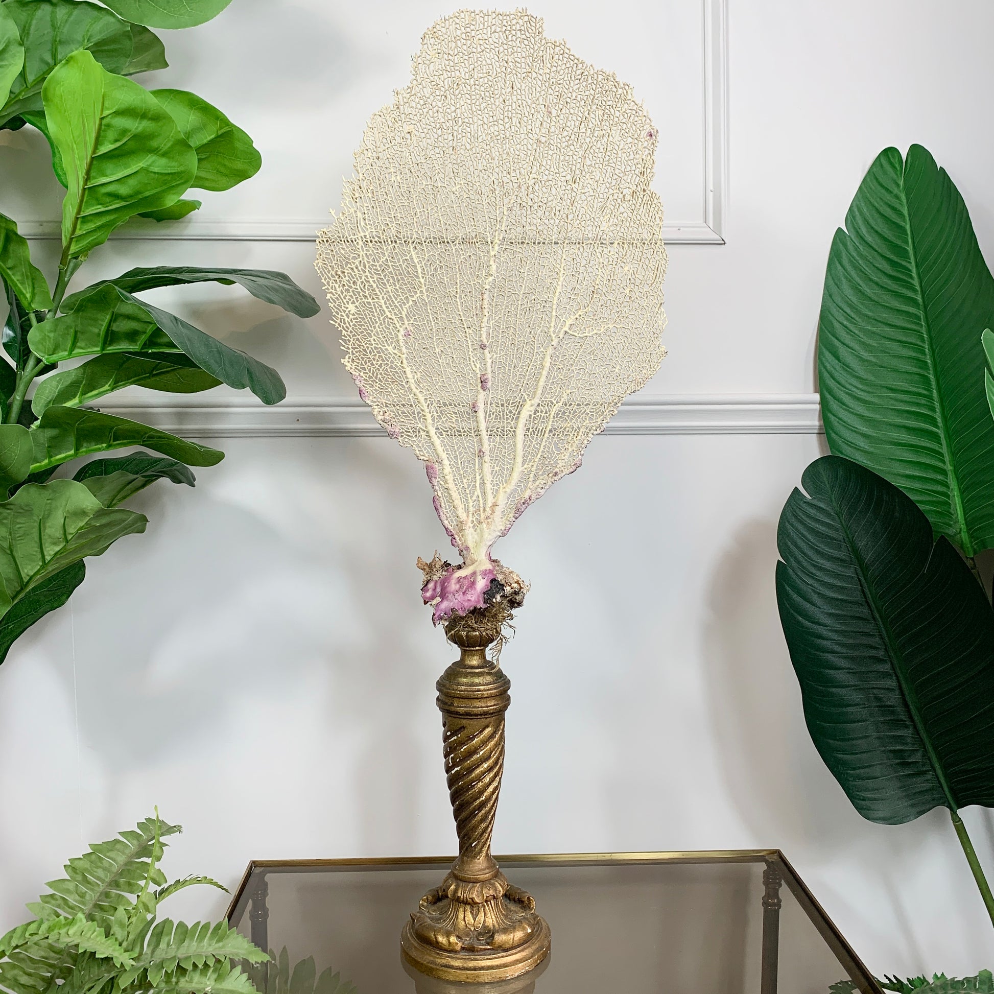 Antique large beige coral fan on a twisted gold-toned wooden stem, styled on a glass-topped table with green plants in the background.