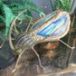 Henri Fernandez Illuminated Gold Blue Agate Sculpture of a Longhorn Beetle