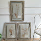 Set of 3 framed Antique Herb Specimens P T Husnot