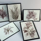 Set of 5 Framed Seaweed Specimens