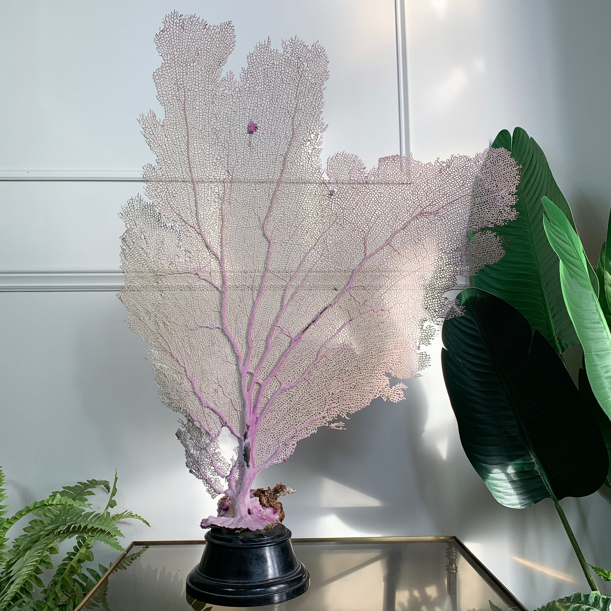 A large fan coral decoration with delicate pale pink and lavender branching structures mounted on a black base, displayed indoors on a glass-topped surface against a white paneled wall, with green plants partially visible at the sides.