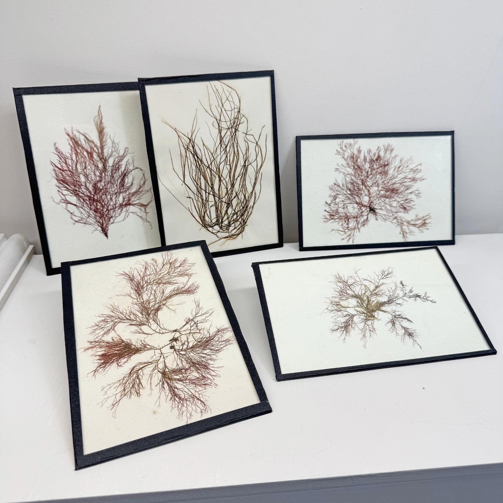 Set of 5 Framed Seaweed Specimens