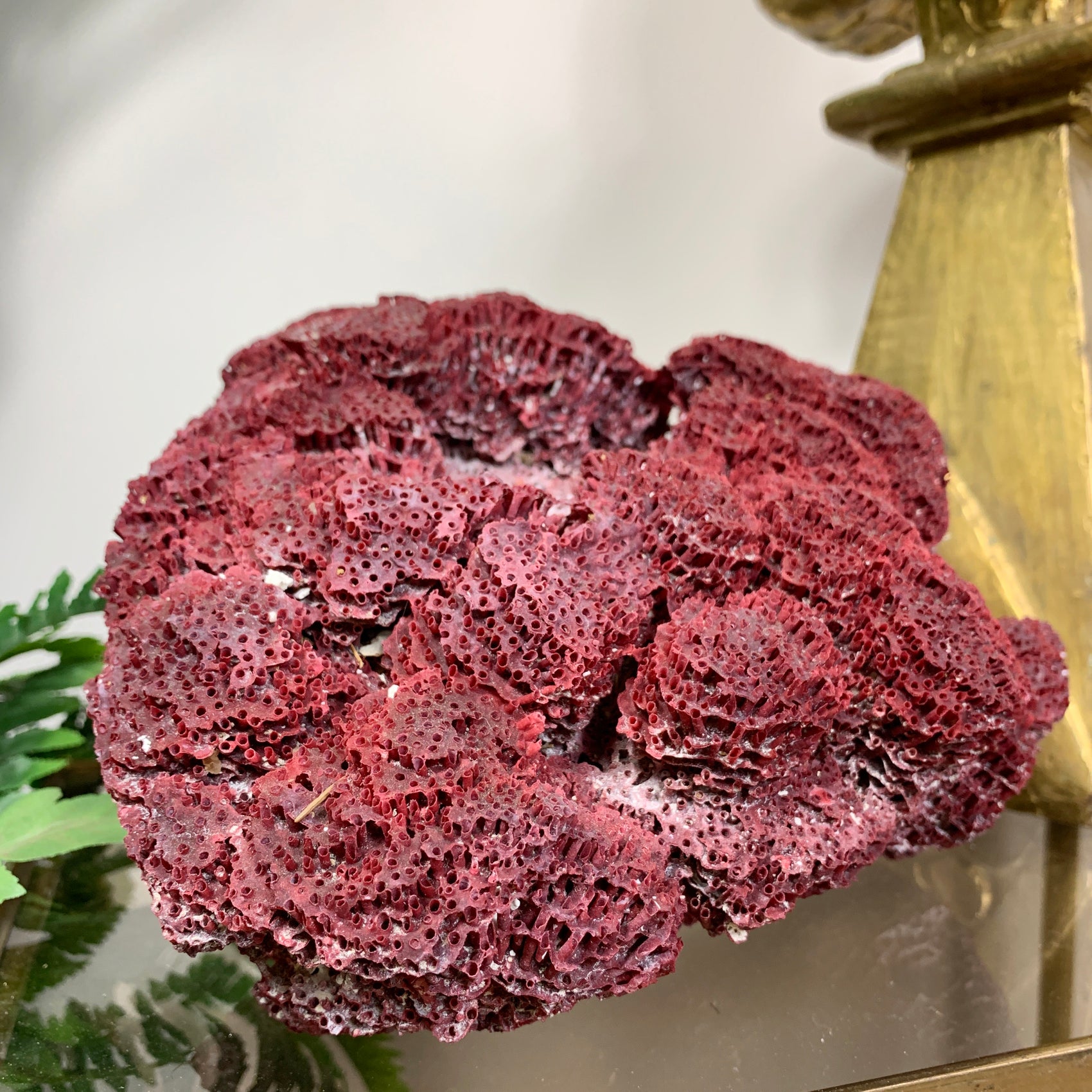 Vintage Red Natural Sea Coral